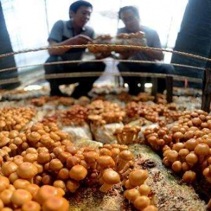 食用菌栽培技術(shù)哪里學(xué)？如何實現(xiàn)發(fā)家致富
