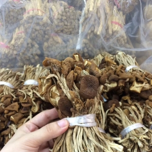 茶樹菇價格多少錢一斤？茶樹菇價格行情因素分析