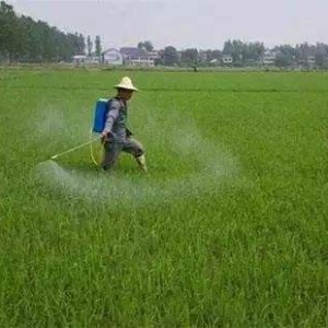 農藥除草劑哪個品牌好？識別除草劑哪種效果好的方法
