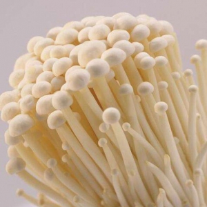 金針菇種植利潤分析，談談金針菇種植前景