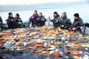 水產批發生意怎么入手，聊聊水產生意一月能賺多少